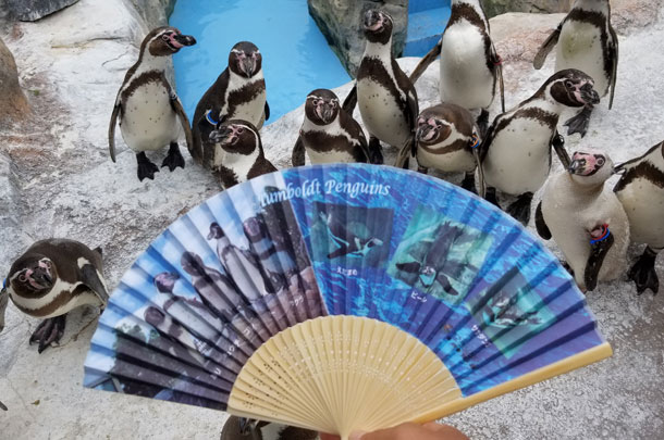 実績事例1091：動物園様のオリジナル扇子　商品拡大ペンギン柄