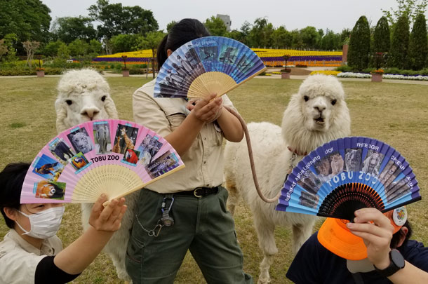 実績事例1091：動物園様のオリジナル扇子を製作しました。