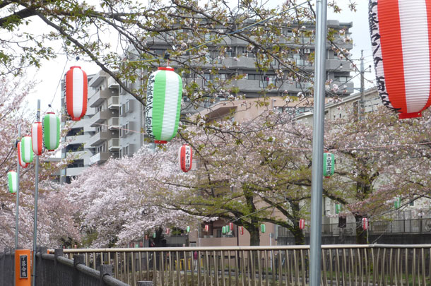 実績事例1096：商店街のオリジナル桜まつり提灯　使用風景