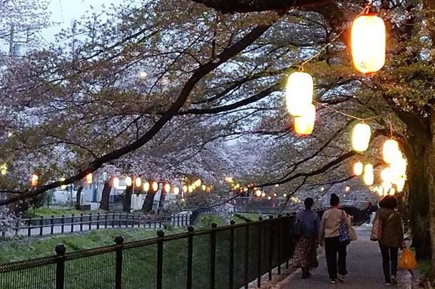 実績事例1096：商店街のオリジナル桜まつり提灯　使用風景