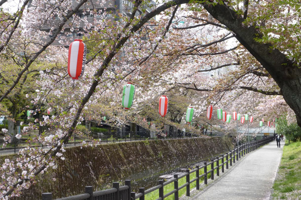 実績事例1096：商店街のオリジナル桜まつり提灯を製作しました。